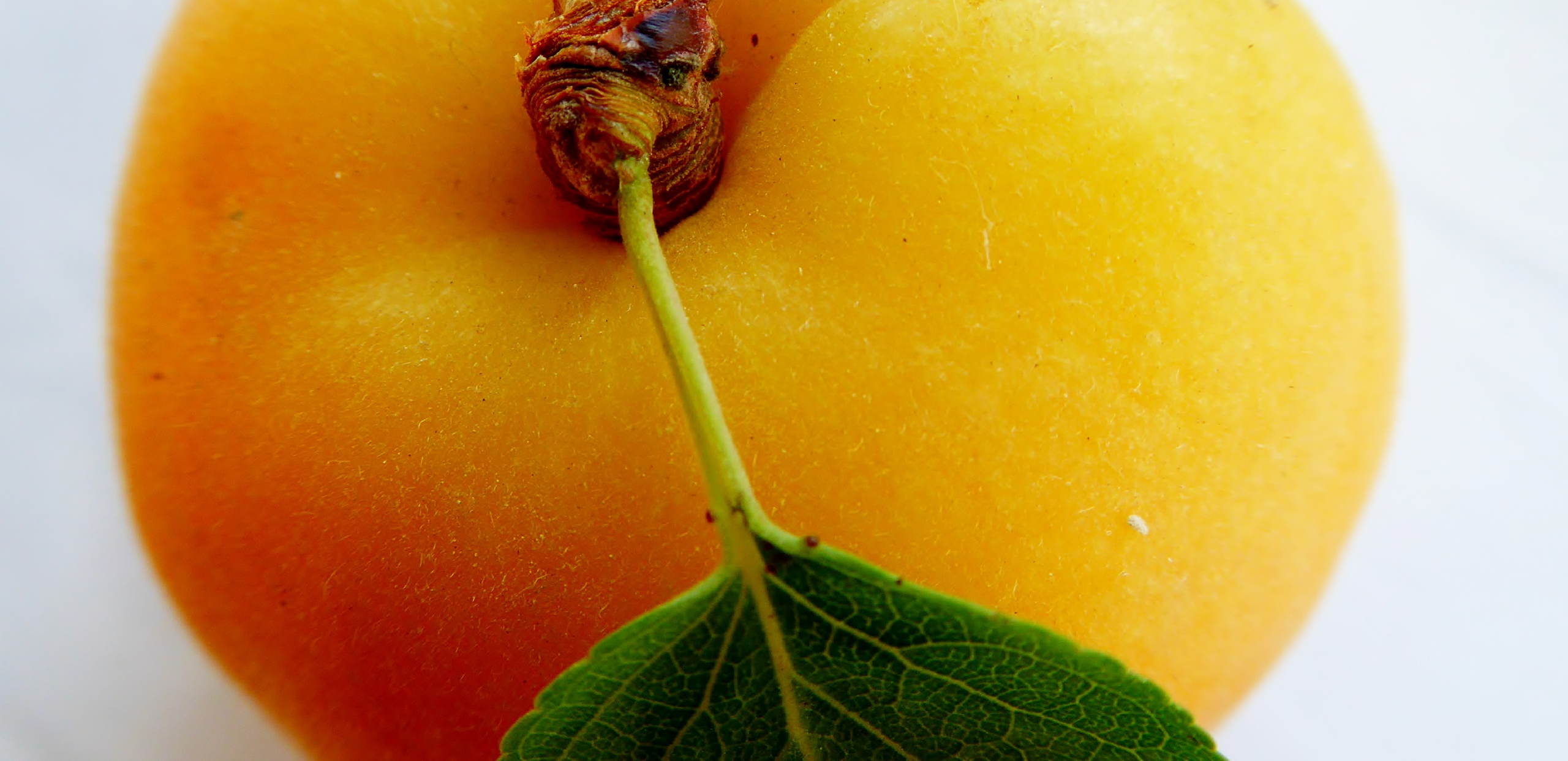 apricot-797428