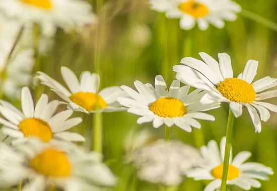 Our flower meadow