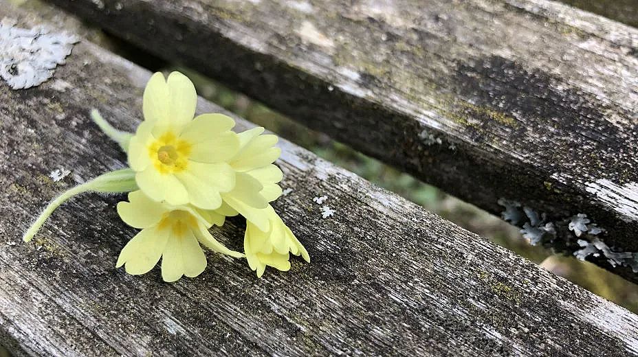 Die Schlüsselblume