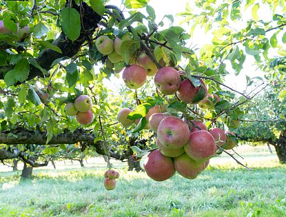 Der Steirische Apfel