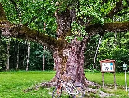 Radtour zur 1000 jährigen Eiche nach Bierbaum