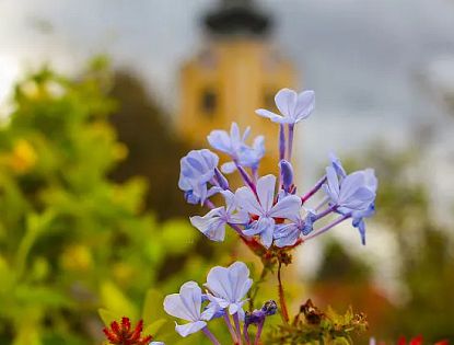W2 Flower trail