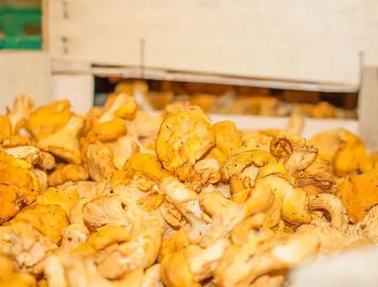 Hausgemachte Nudeln mit Eierschwammerl