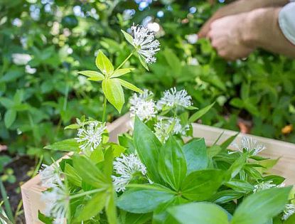 Steirerhof herb garden