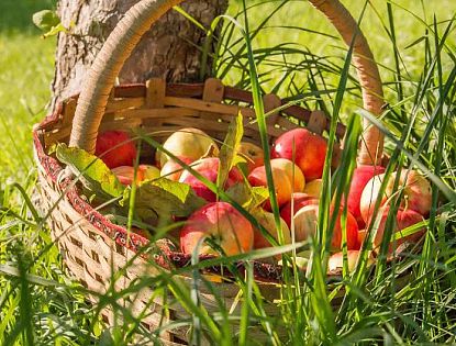 The Styrian Apple Road