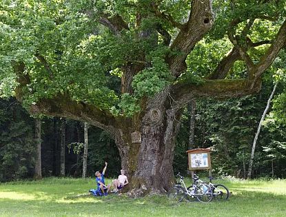 Bike tour to the 1000-year-old oak